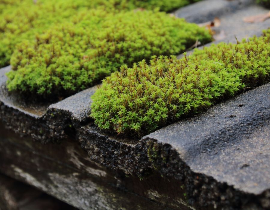 Roof Cleaning Kingston upon Thames, Southwest London